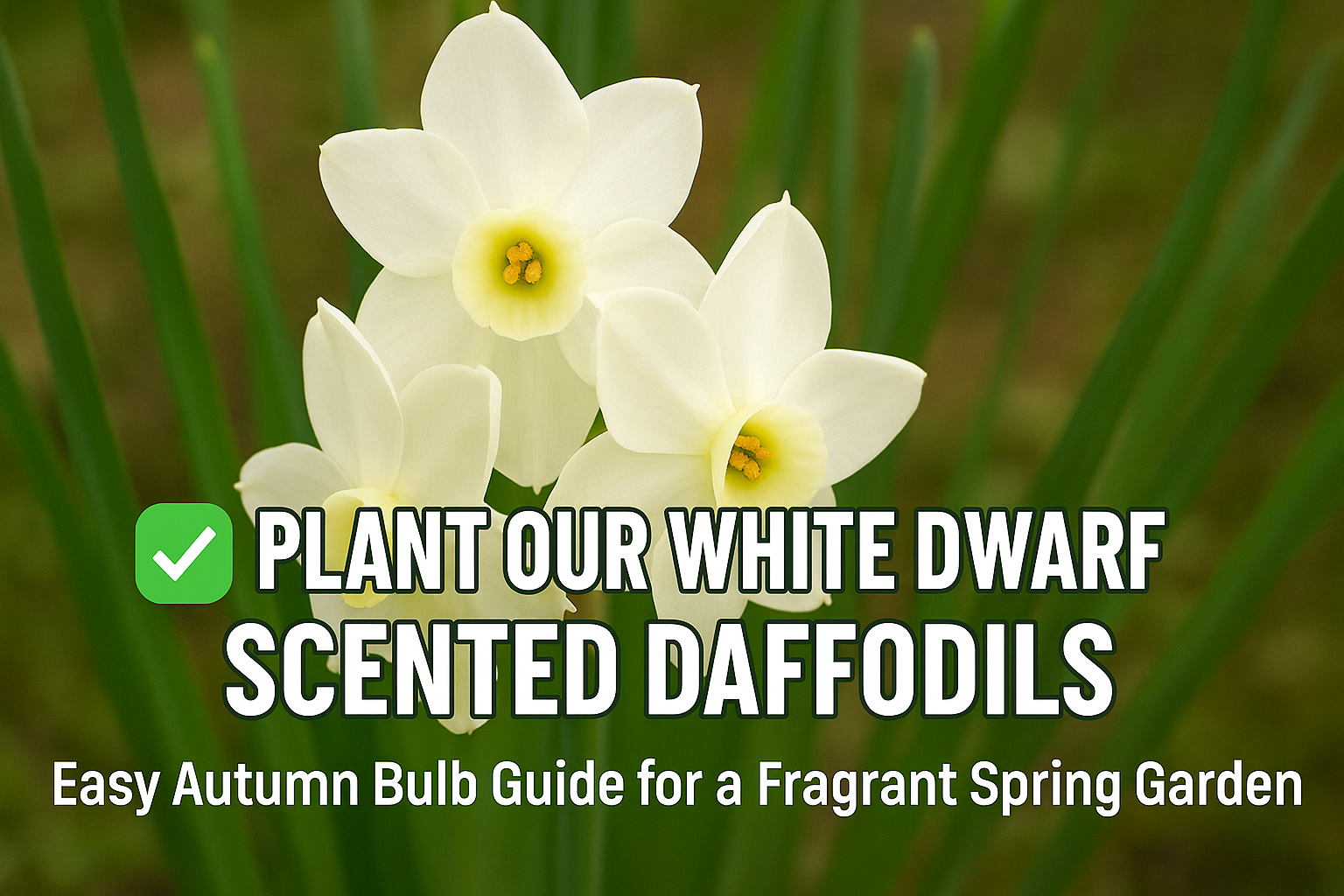 Video thumbnail for 🎥 ✅ “Plant Our White Dwarf Scented Daffodils 🌼🌱 | Easy Autumn Bulb Guide for a Fragrant Spring Garden 🌿✨”