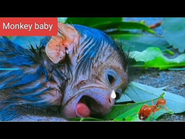 Video thumbnail for OH Baby Monkey stronger and Cute#monkey #cute #babymonkey