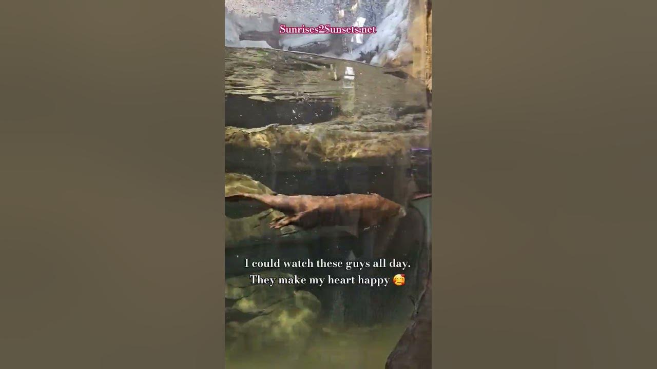 Video thumbnail for Playful Otters