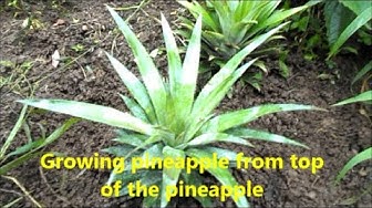 'Video thumbnail for Growing pineapple from the top of another pineapple / How to grow pineapple plant'