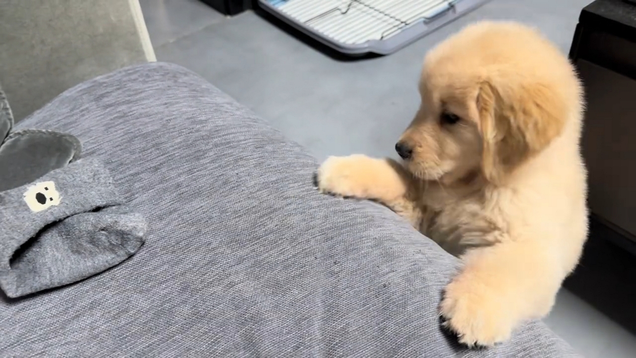 Video thumbnail for Puppy vs. Stubborn Sock: A Hilarious Tug-of-War