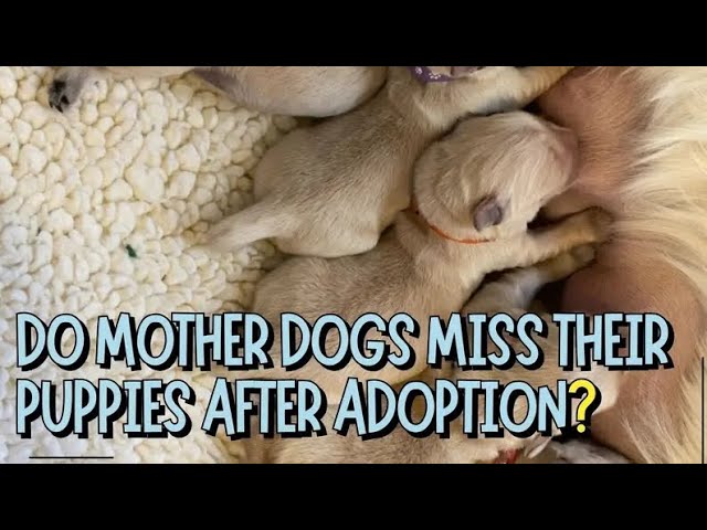 Do Mother Dogs Miss Their Puppies After Adoption?