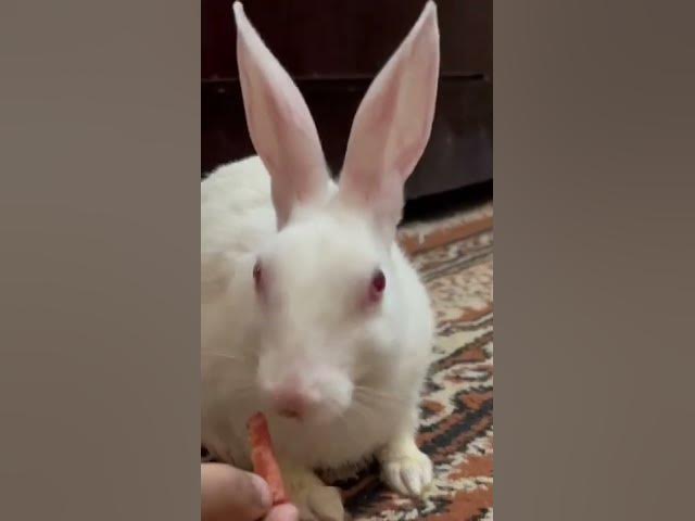Video thumbnail for funny Bunny😍🤣