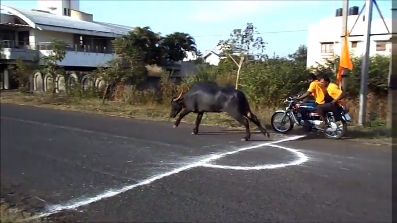 'Video thumbnail for Buffalo race in India/Buffalo race/Buffalo sports.'
