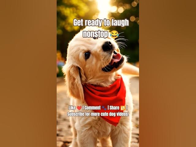 Video thumbnail for This Cute Dog’s Funny Actions Will Make You Laugh 😂🐶