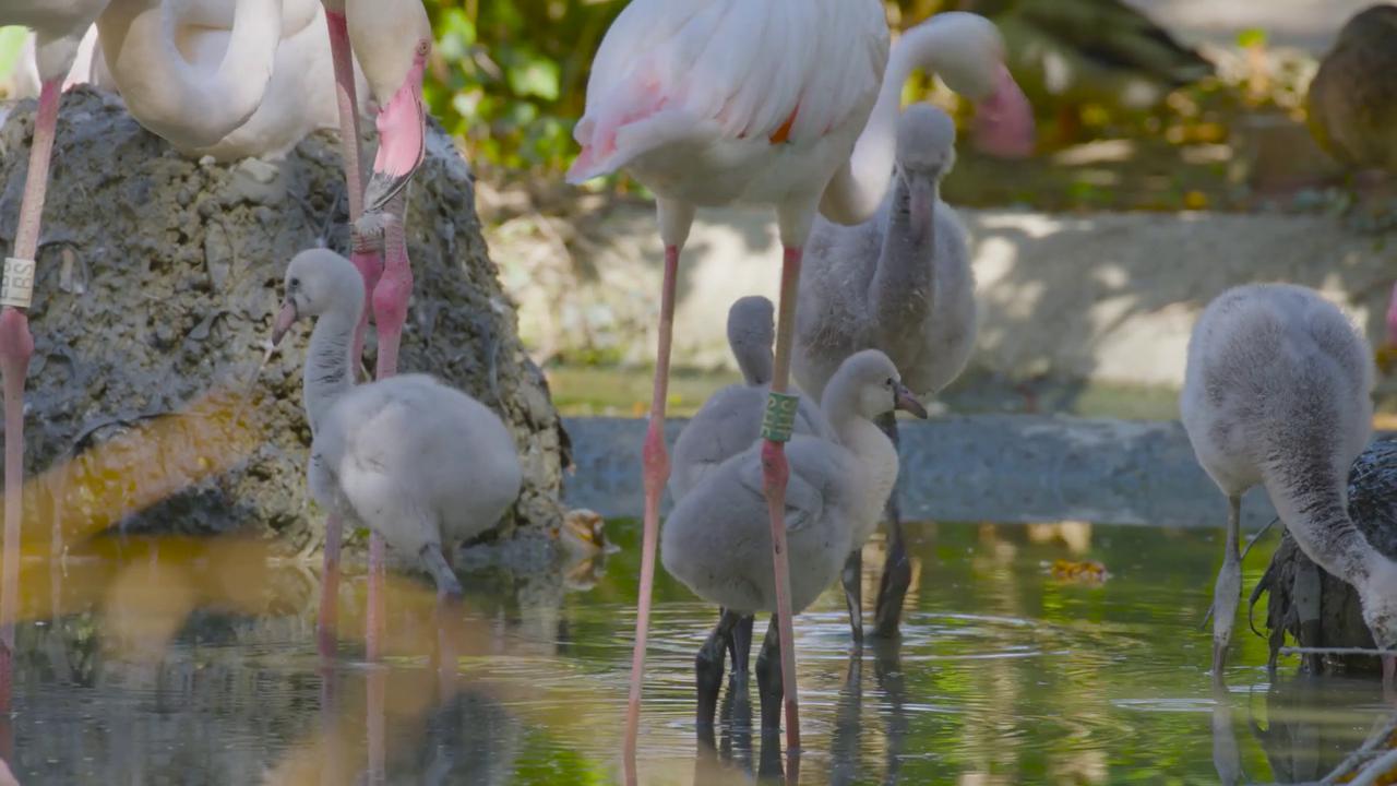 Video thumbnail for Austria: Born Gray: Sixteen Flamingo Chicks Await Their Future Pink Feathers.