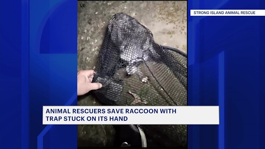 Video thumbnail for Raccoon rescued in Mount Sinai after having its paw caught in a trap