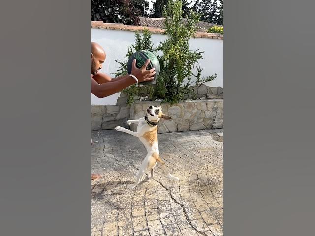 Video thumbnail for She was chained for no reason ! And now see her joy .#rescue #dog #family #spaintravel