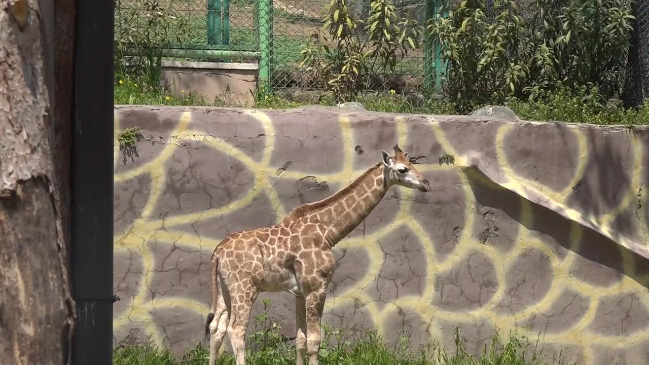 Video thumbnail for Türkiye: First Türkiye-born giraffe calf attracts visitors to Gaziantep Wildlife Park.