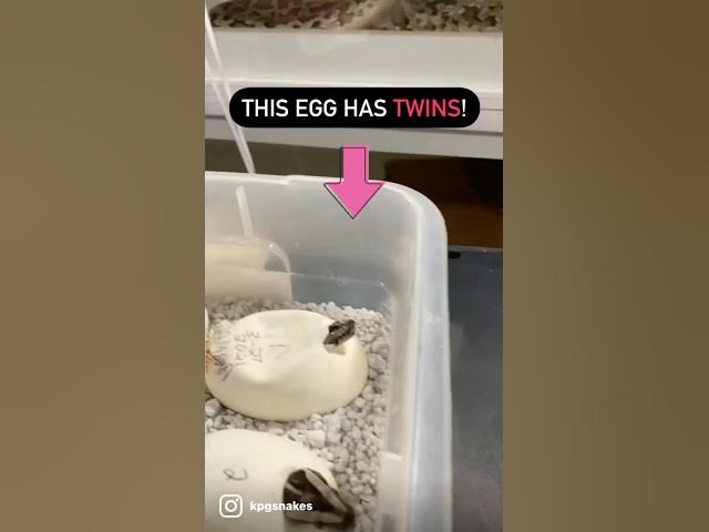 Video thumbnail for SHORTS, VIRAL SHORTS#kpgsnakes#twinsnakes#twins#twinpythons#twinburmesepythons