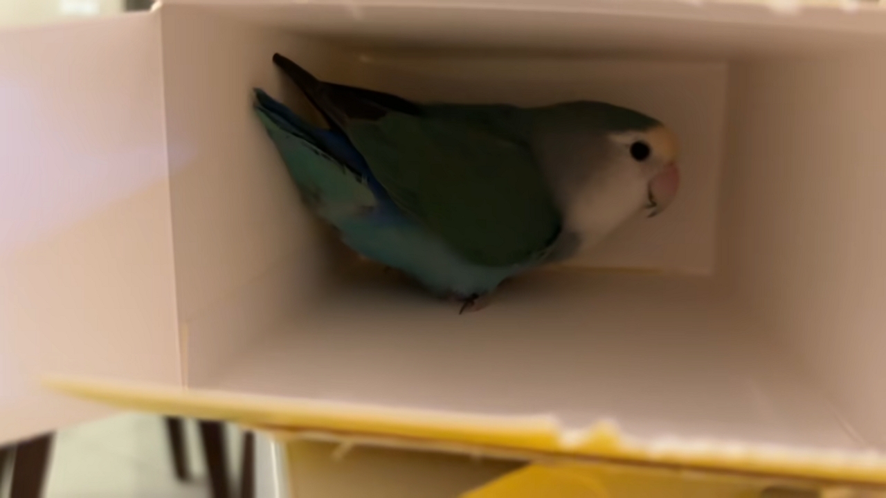 Video thumbnail for Chatty Parrot Hides and Talks from Tiny Box