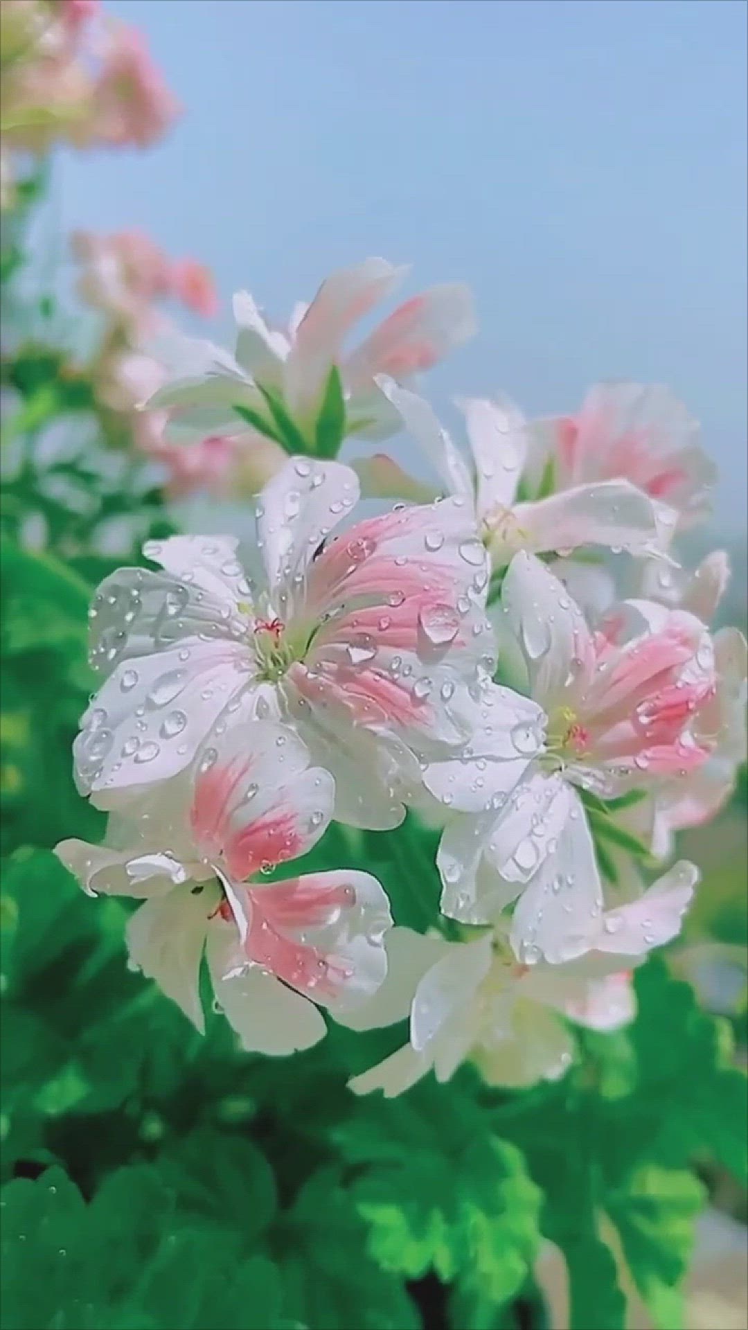 Video thumbnail for Who does not want to get lost among these flowers!