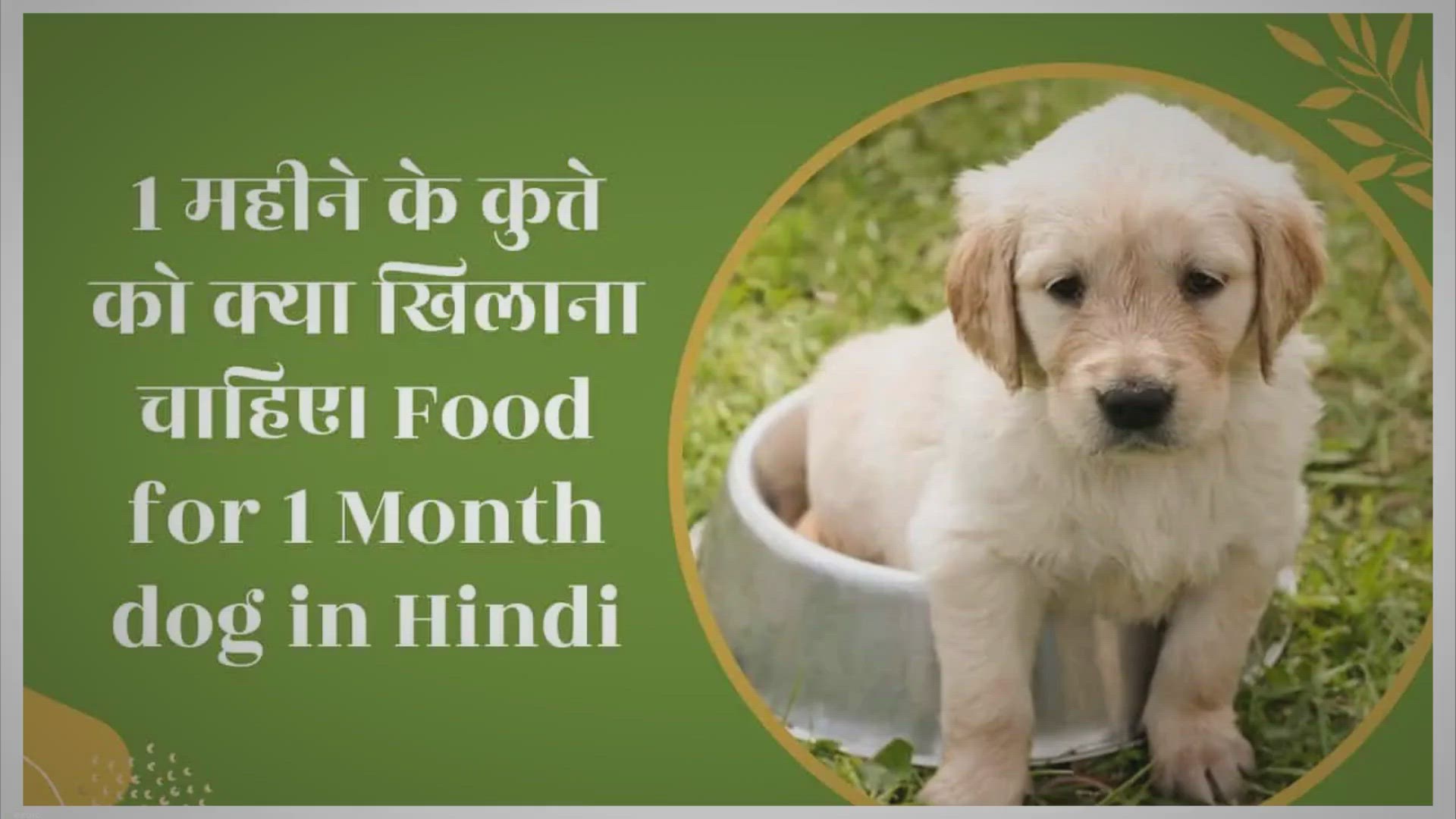 Video thumbnail for 1 महीने के कुत्ते को क्या खिलाना चाहिए। Food for 1 Month dog in Hindi