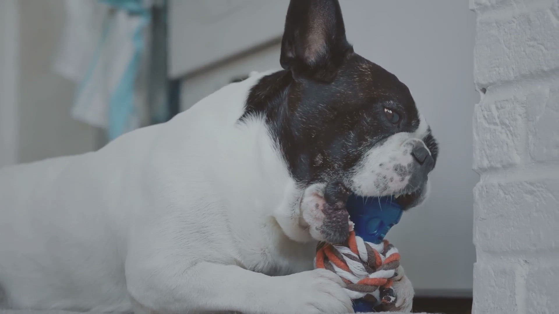 Video thumbnail for How do you stop a French bulldog from biting?