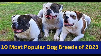 Video thumbnail for 10 Most Popular Dog Breeds of 2023 || #dog #dogs #pets #nsfarmhouse