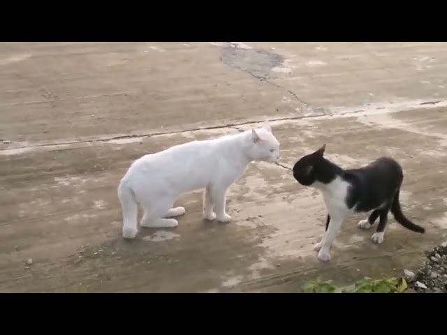 Video thumbnail for فيديو قطط مضحك جدا قطط تسقط مرارا Funny Cats