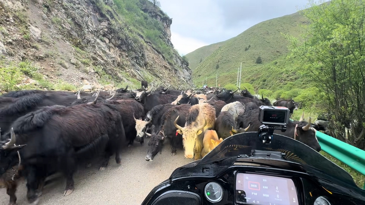 Video thumbnail for Yak Herd Packs Mountain Road in Gansu, China