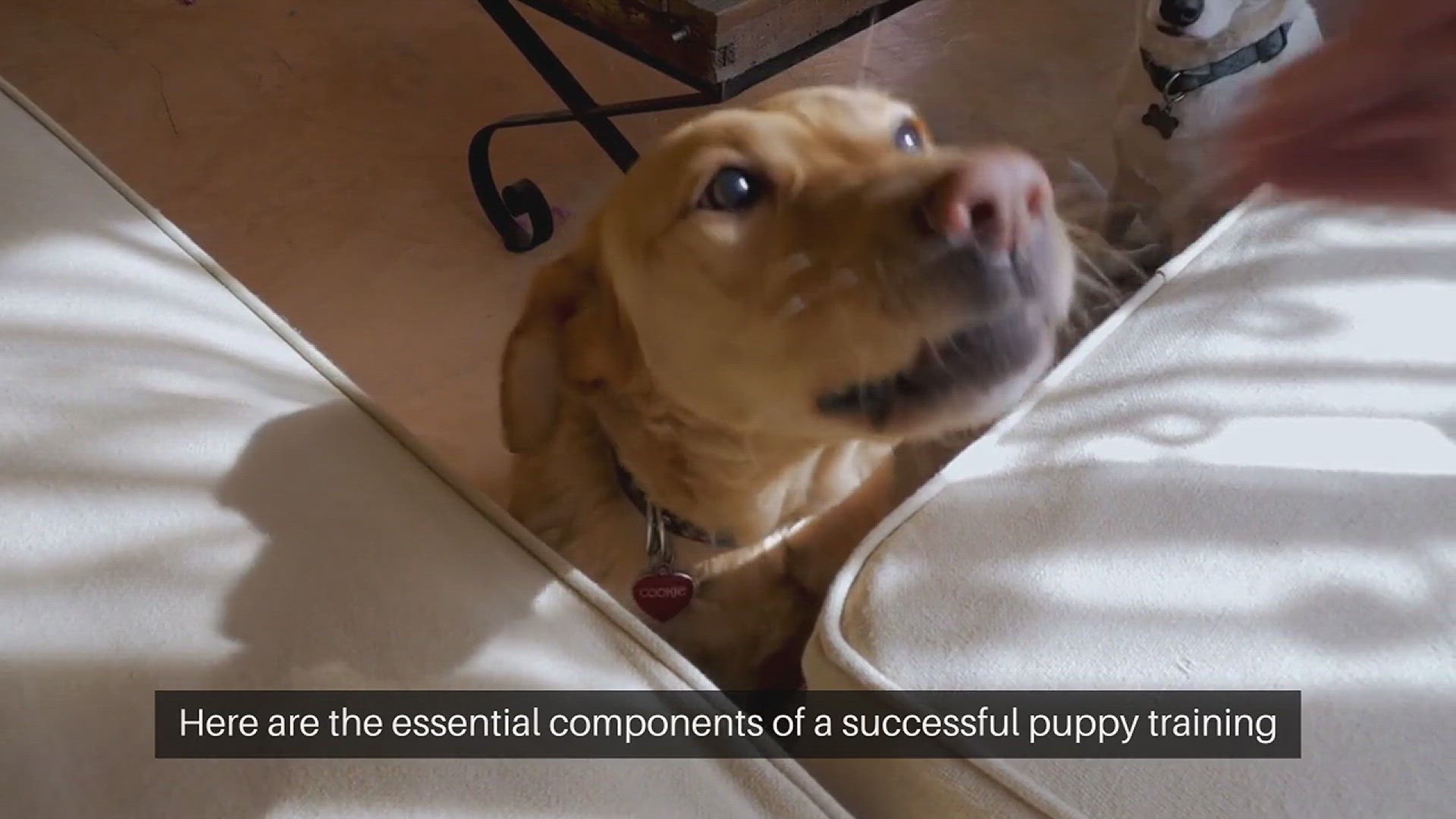 Video thumbnail for Puppy Training Essentials: Pet Training