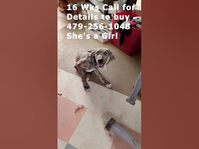Video thumbnail for Black Collar Brindle Girl Great Dane 09 04 26 #Shorts