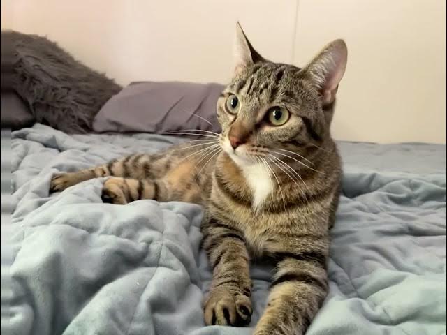 Video thumbnail for Live Photo Exported as Video