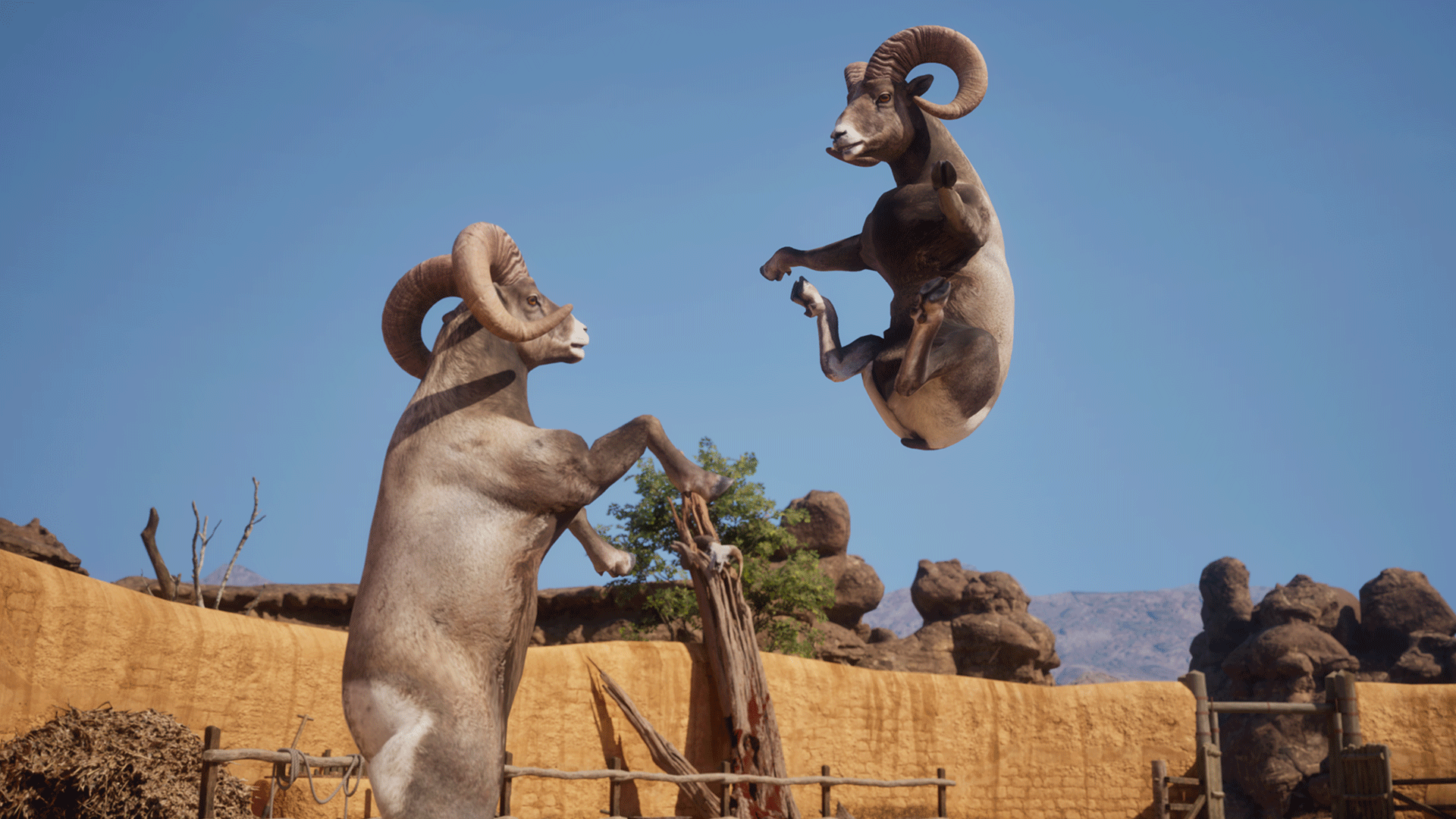 Video thumbnail for Ram Fights - Official Trailer