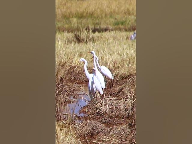Video thumbnail for Cockroach bird 4  #dovebird #smallbird #birds #bird #shortdove #nestdove #babiesdove