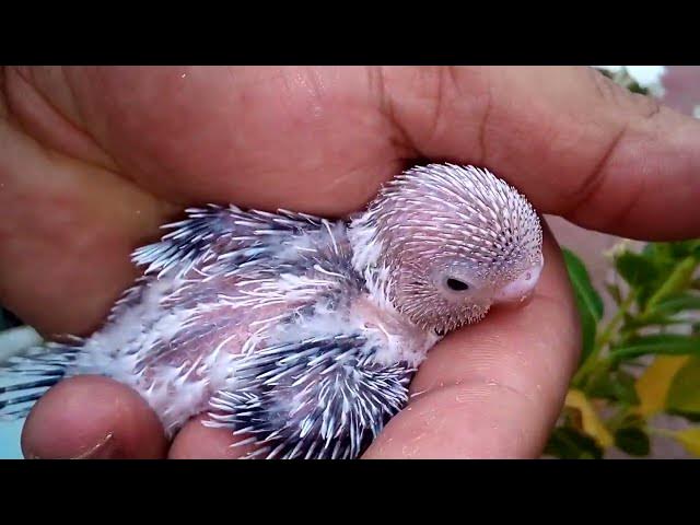 Video thumbnail for Zeitraffer Wellensittich Veränderungen von Tag 1 bis Tag 30 📅💛