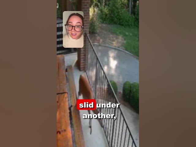 Oh Deer!