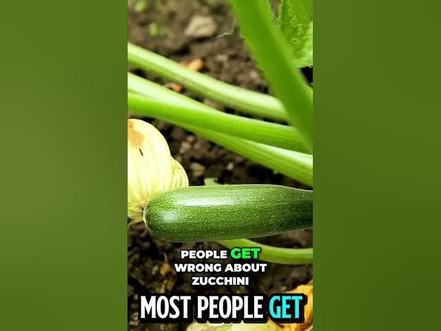 Video thumbnail for ZUCCHINI: The Ultimate Survival Crop That Won't Quit! #shorts