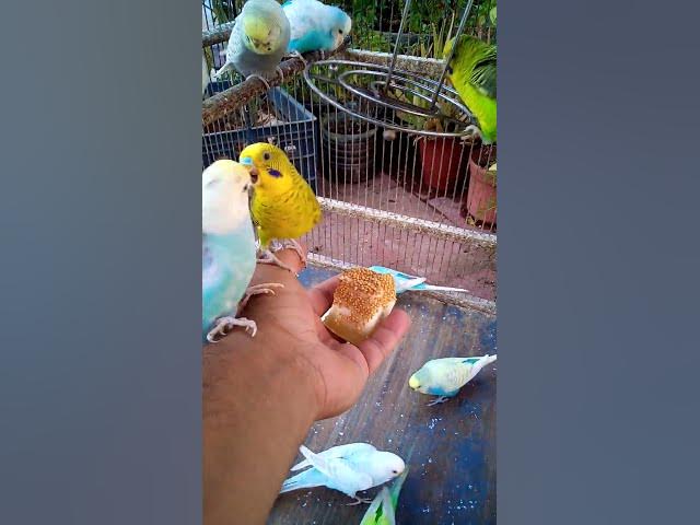 Video thumbnail for 💤 Beruhigende Wellensittich Laute zum Entspannen 🎧🐦 #Entspannung#Vögel #Wellensittich #Kurzvideo