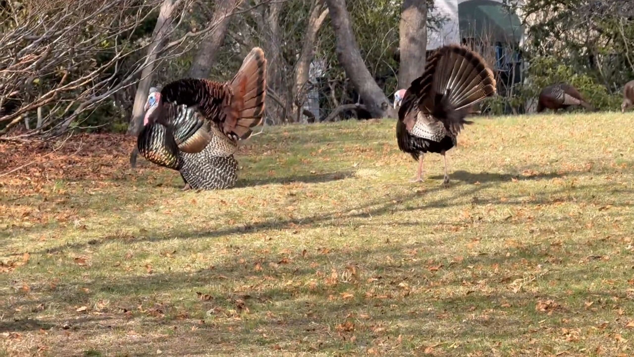 Video thumbnail for Turkeys Show Off on Brattle Street