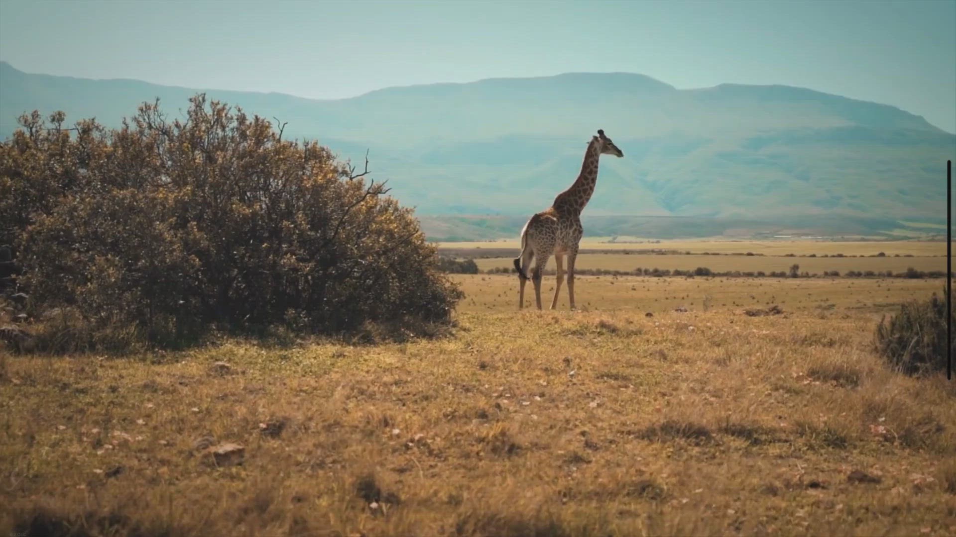 Video thumbnail for Can You Ride A Giraffe? Truth About Giraffe Riding