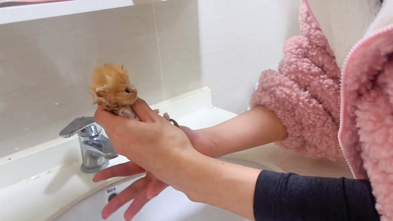 Video thumbnail for Adorable Tiny Kitten’s Sink Bath in Sichuan