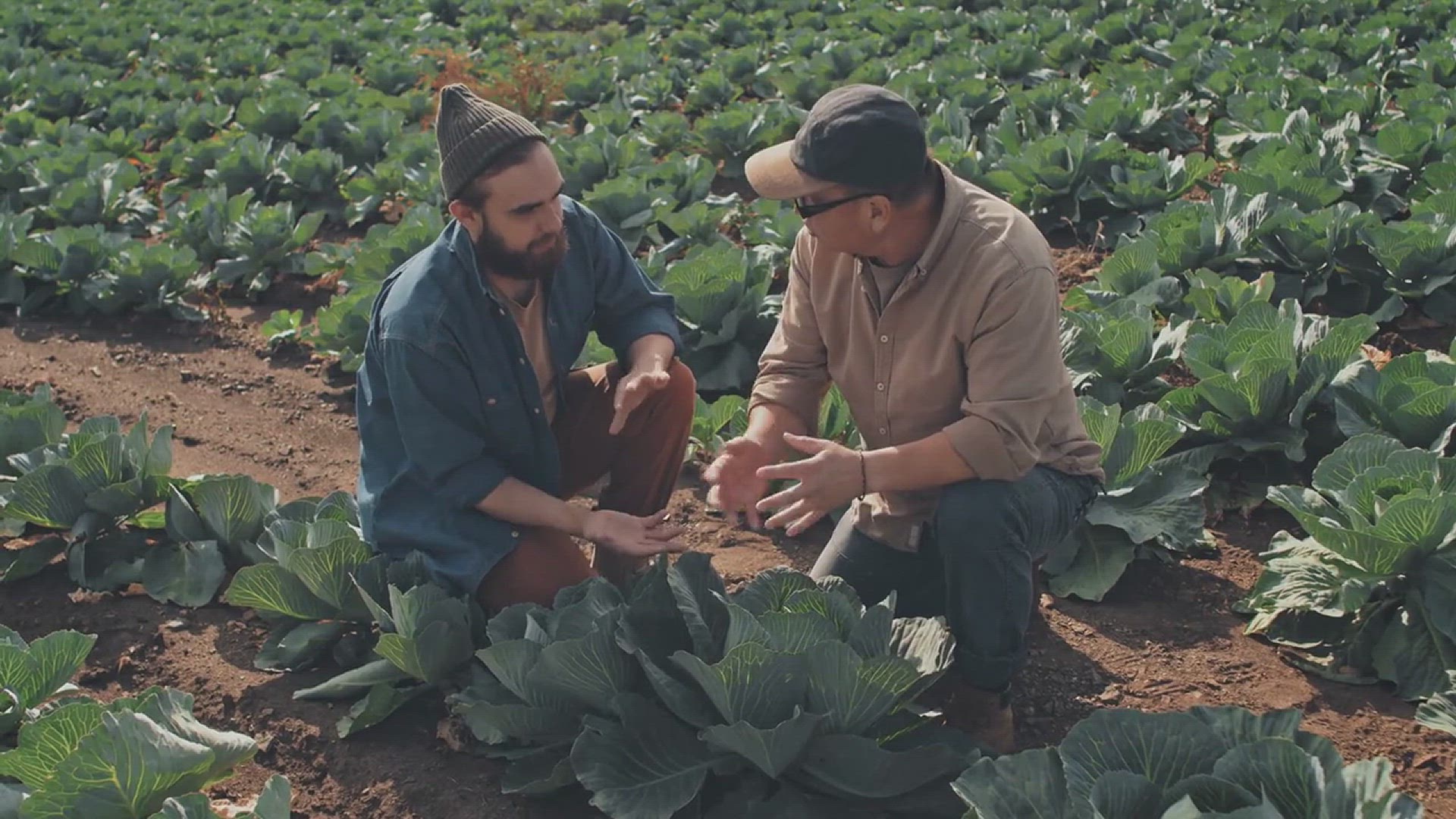 'Video thumbnail for Tips for Growing Chinese Cabbage in the Garden'