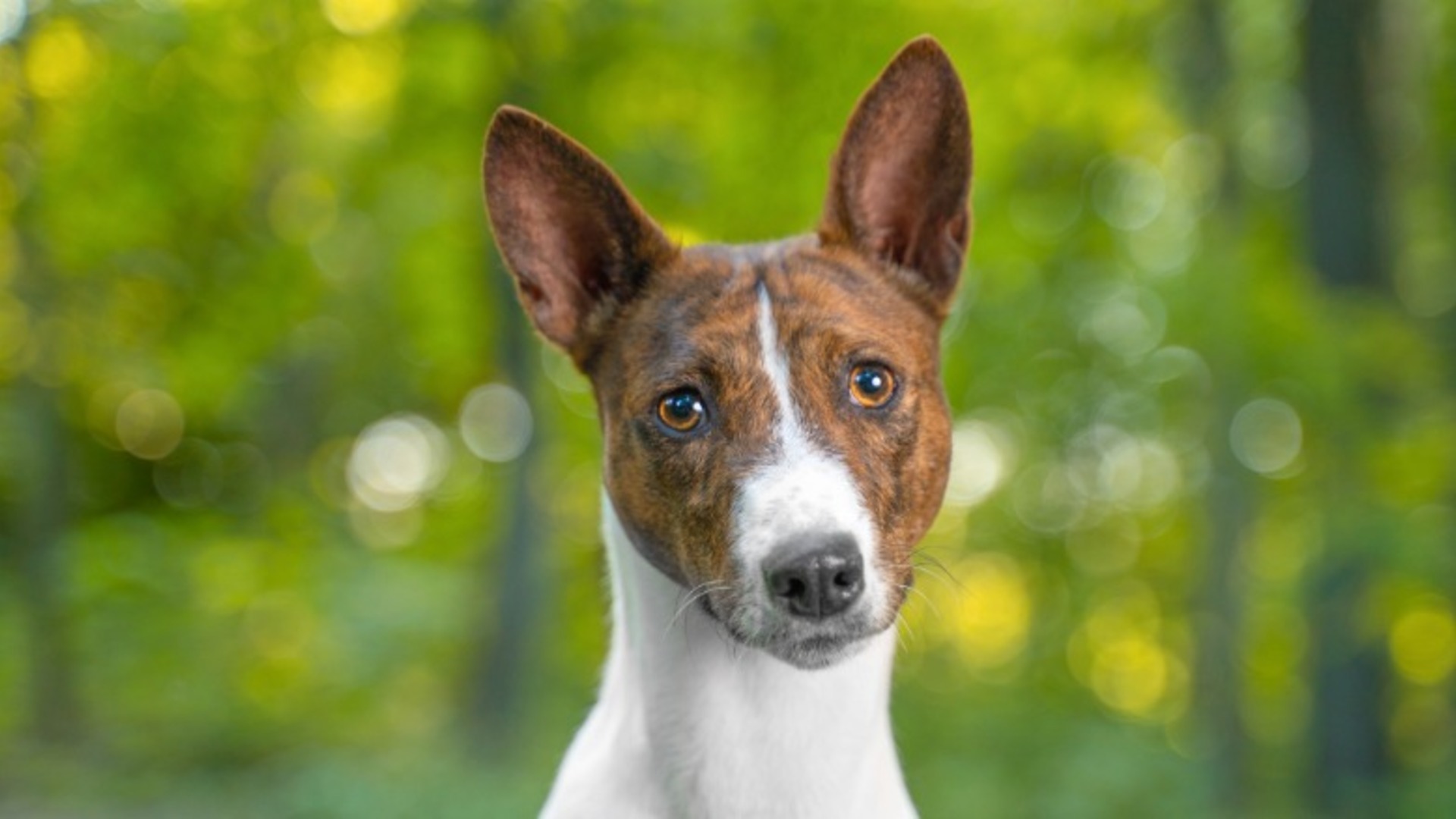 Video thumbnail for Looking For A Low-Maintenance Dog? Start With These Breeds