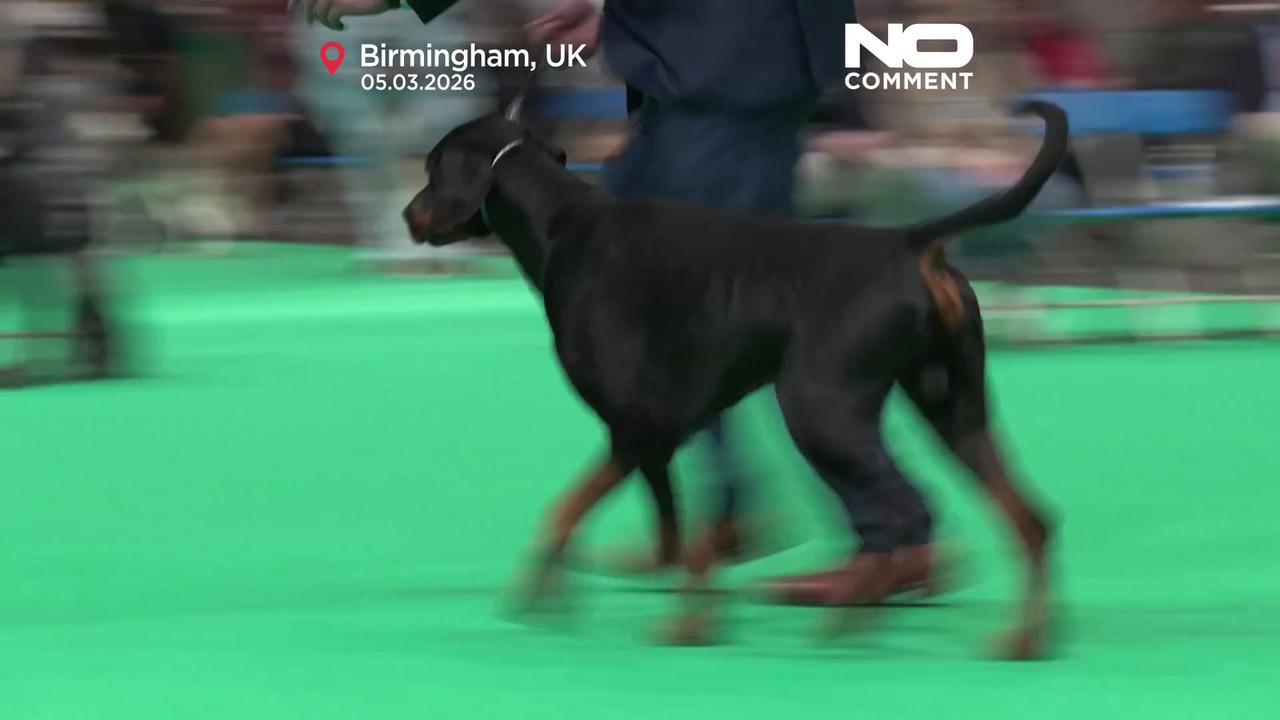 Video thumbnail for UK: Crufts opens in Birmingham with more than 20,000 dogs