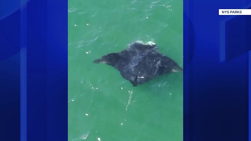 Video thumbnail for Manta ray spotted off coast of Jones Beach