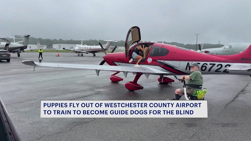 Video thumbnail for Future guide dogs take flight from Westchester County Airport