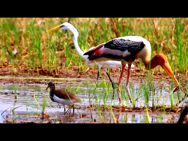 Video thumbnail for The Lake at field, All bird find catch fish eat here