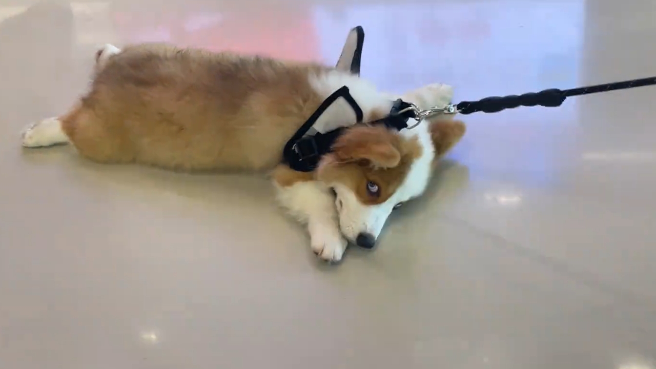 Video thumbnail for Dog Slides Across Floor While Being Pulled on Leash in Jiangsu