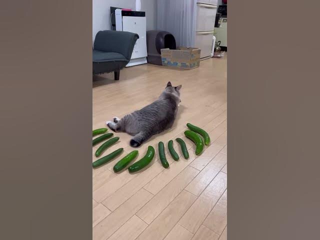 Video thumbnail for Cucumber prank in the cat 🐈#shorts