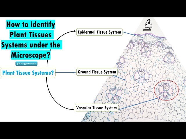 Video thumbnail for How to Identify 3 Plant Tissue Systems Under Microscope?