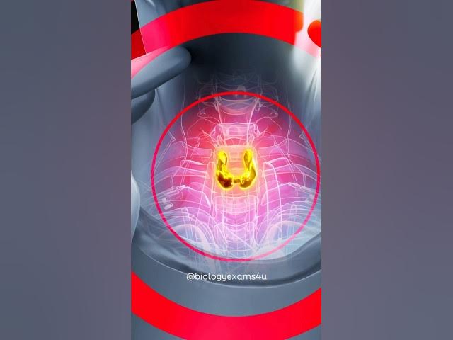 Video thumbnail for Thyroid Gland Animation