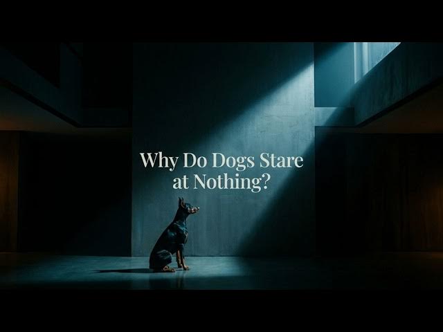 Video thumbnail for The Science Behind Why Dogs Stare at Nothing