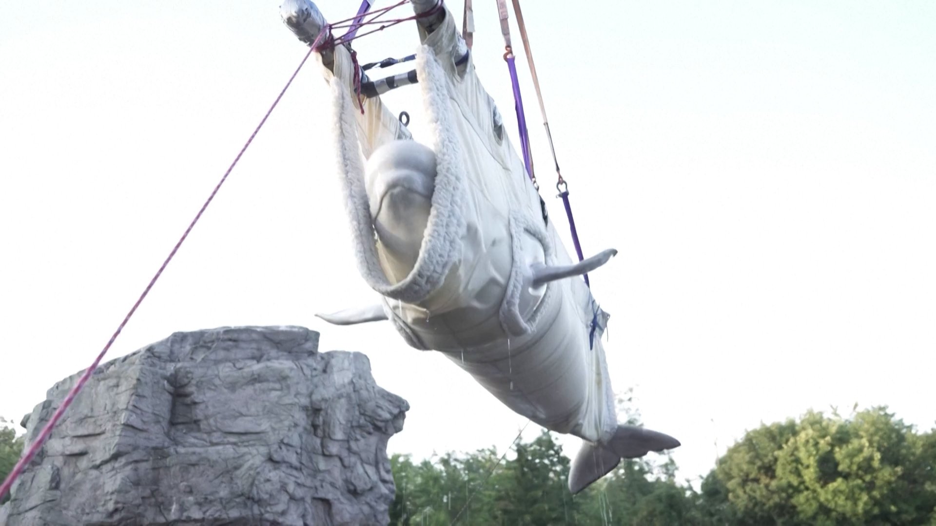 Video thumbnail for Belugas and dolphins rescued from Canada’s Marineland arrive in Spain