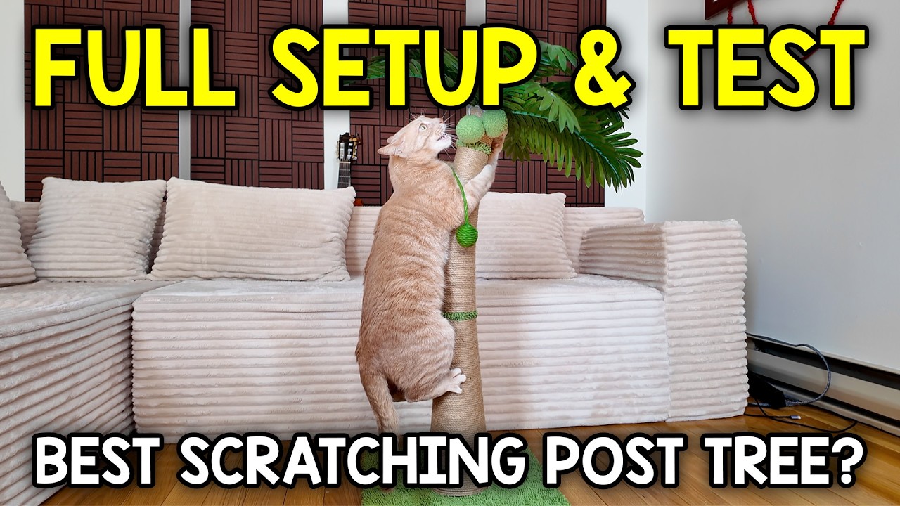 Video thumbnail for Does My Cat Like This Palm Tree Cat Scratching Post?