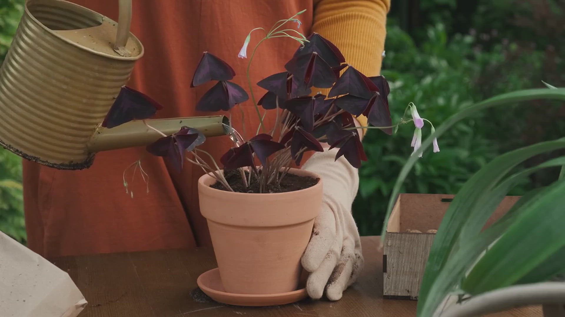 'Video thumbnail for Best Moon Gardening Ideas'