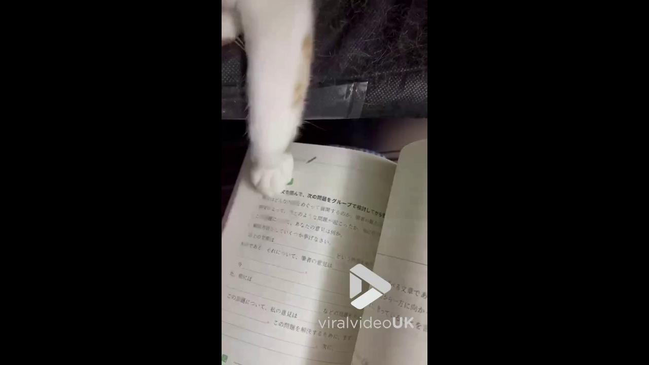 Video thumbnail for VV5044 Playful cat keeps interrupting owner’s study