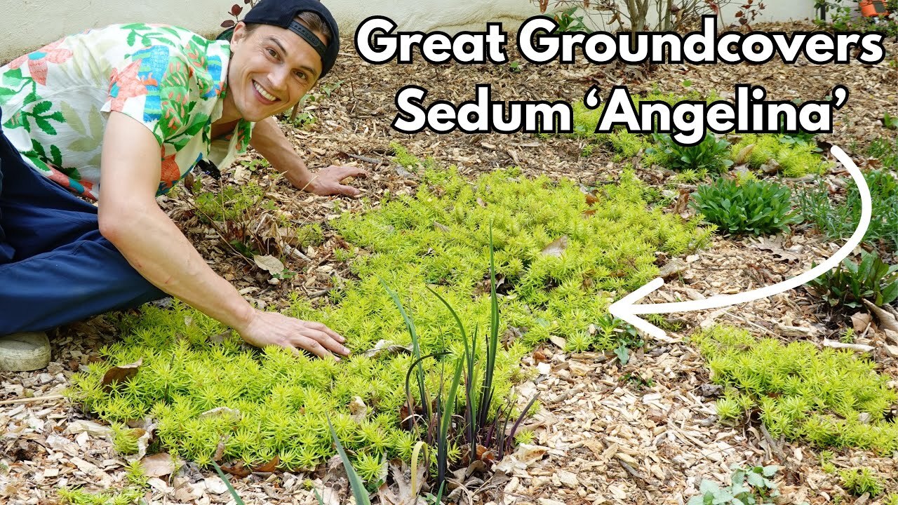 Video thumbnail for Great Groundcovers - Sedum 'Angelina' - Hardy Stonecrop- Drought Tolerant