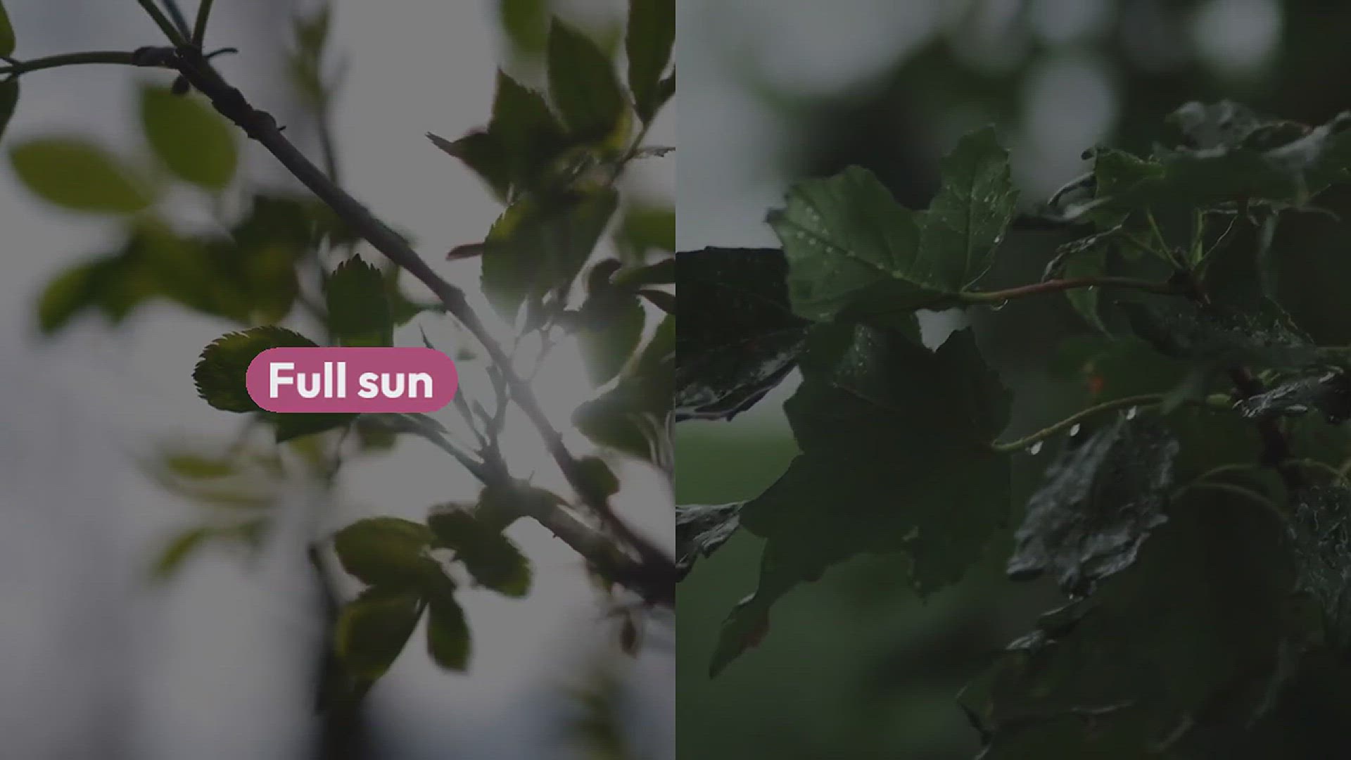 'Video thumbnail for How to Grow Thuja in the Garden'